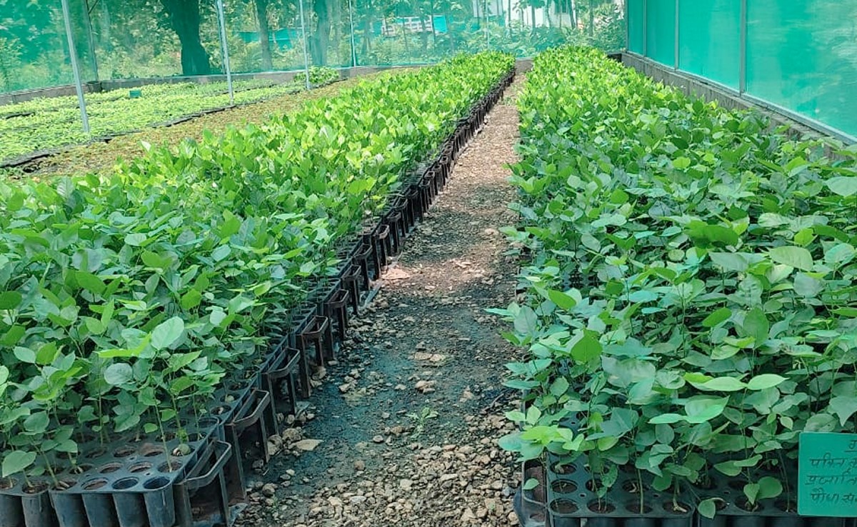 रूट ट्रेनर की नई तकनीक से वन विभाग कर रहा तीन लाख पौधे तैयार, सिंगल यूज़ प्लास्टिक से मिलेगी मुक्ति