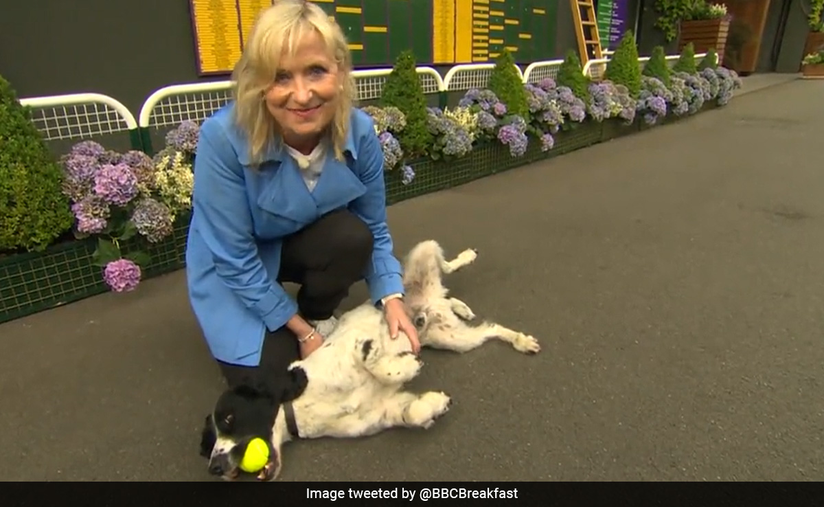 Watch: BBC Reporter Pulled Over By Dog On Live TV For Second Time