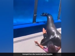 समुद्री शेर ने की बाड़े से भागने की कोशिश, एक्वेरियम कर्मचारी के ऊपर कूदा, दोनों गिरे नीचे और फिर... समुद्री शेर ने की बाड़े से भागने की कोशिश, एक्वेरियम कर्मचारी के ऊपर कूदा, दोनों गिरे नीचे और फिर...