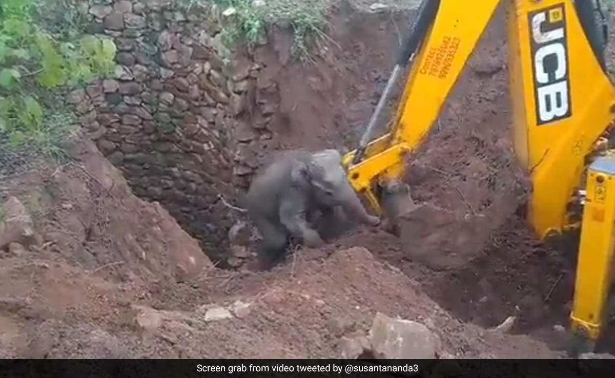 गहरे गड्ढे में गिर गया हाथी का बच्चा, निकाला गया बाहर, तो जाने से पहले छोटे हाथी ने जो किया, दिल खुश हो जाएगा