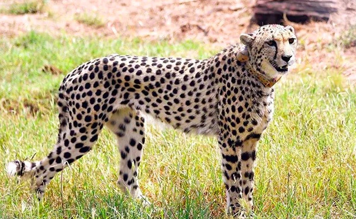 भोपाल :  कूनो राष्ट्रीय उद्यान में 8 चीतों की मौत, चौंकाने वाली वजह आई सामने !