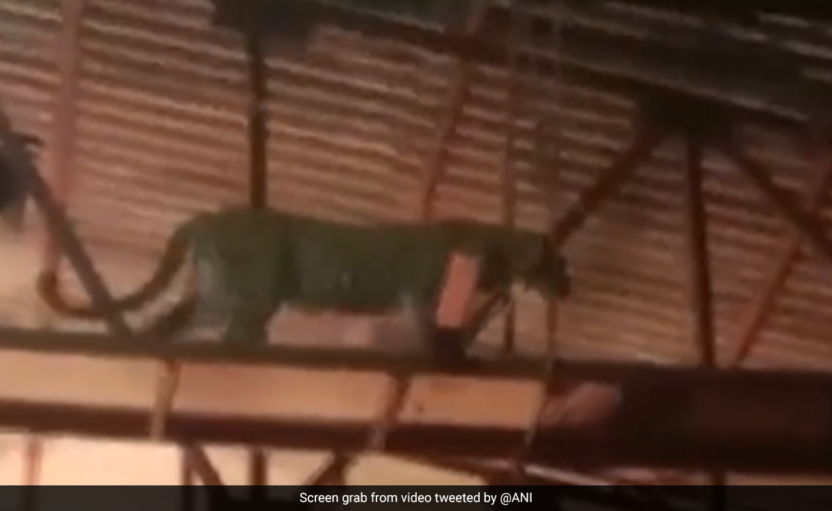 Video: Leopard Enters Set Of TV Serial In Mumbai With 200 Present