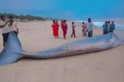 समुद्र तट पर बहकर आई व्हेल, सेल्फी की होड़ में उपर चढ़ गए लोग समुद्र तट पर बहकर आई व्हेल, सेल्फी की होड़ में उपर चढ़ गए लोग