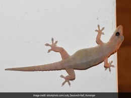 बरसात में घर की हर दीवार पर नजर आने लगी है छिपकली, तो आजमा लीजिए ये 4 उपाय, Lizards भागने पर हो जाएंगी मजबूर बरसात में घर की हर दीवार पर नजर आने लगी है छिपकली, तो आजमा लीजिए ये 4 उपाय, Lizards भागने पर हो जाएंगी मजबूर