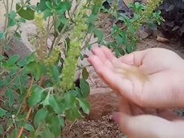 वास्तु शास्त्र के अनुसार तुलसी के गमले में यह एक चीज डालने से कभी नहीं होगी पैसों कमी, बस इस उपाय में बरतें यह सावधानी वास्तु शास्त्र के अनुसार तुलसी के गमले में यह एक चीज डालने से कभी नहीं होगी पैसों कमी, बस इस उपाय में बरतें यह सावधानी
