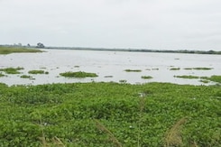 Assam Floodwater Inundates Kaziranga Park Assam Floodwater Inundates Kaziranga Park