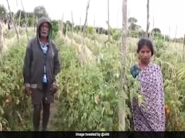 As Tomatoes Prices Reach Rs 120 per Kg, A Rs 2.5 Lakh Robbery In Karnataka As Tomatoes Prices Reach Rs 120 per Kg, A Rs 2.5 Lakh Robbery In Karnataka