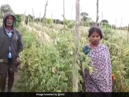 कीमत बढ़ी तो होने लगी चोरी, बोरियों में भरकर ले गए 2.5 लाख के टमाटर, खड़ी फसल भी की बर्बाद