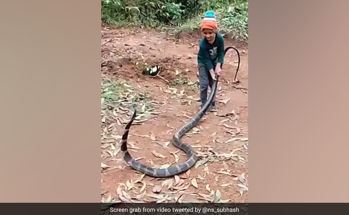 Video Of Little Boy Fearlessly Playing With Huge Cobra Draws Mixed Reactions
