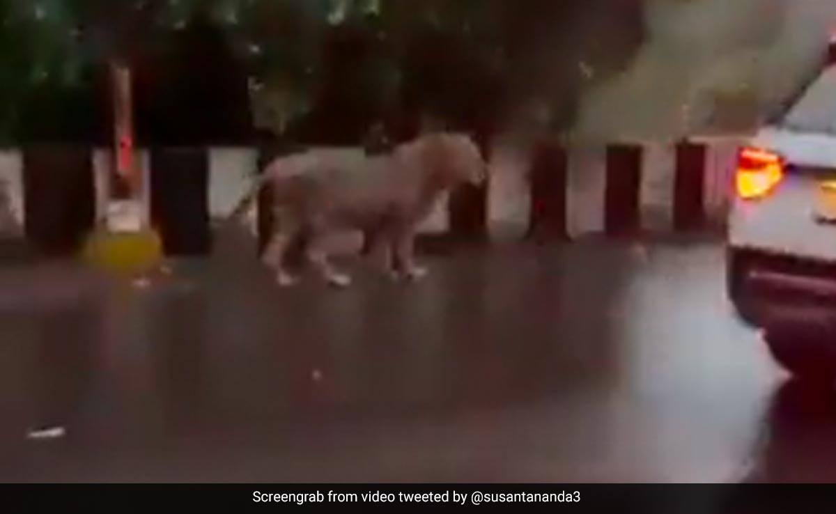 सड़क पर आराम से टहलता दिखा शेर, देखते ही थम गईं लोगों की सांसें, वायरल हो रहा Video