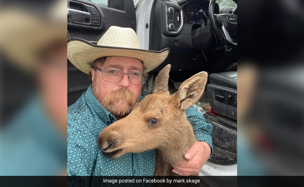 Video: Canadian Man Fired From Job For Saving Moose From A Bear Attack