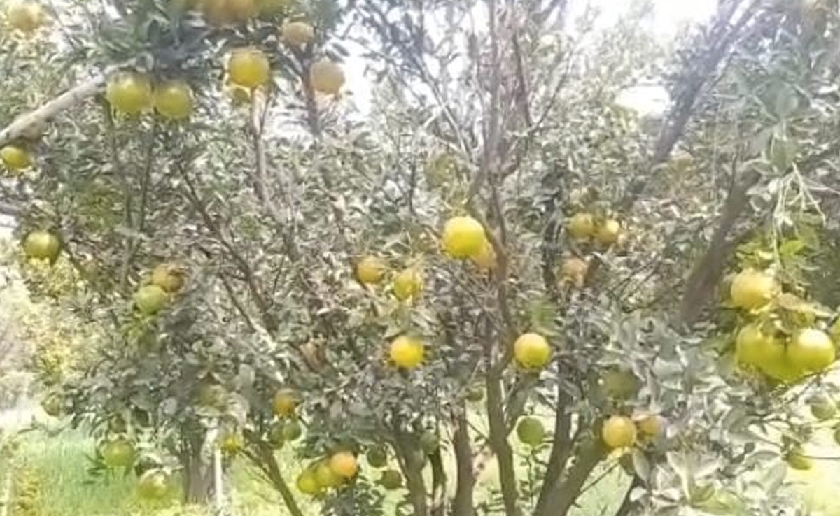 झालावाड़ : पहली बार होगा संतरे की फसल का बीमा, लाभ पाने के लिए देने होंगे ये दस्तावेज