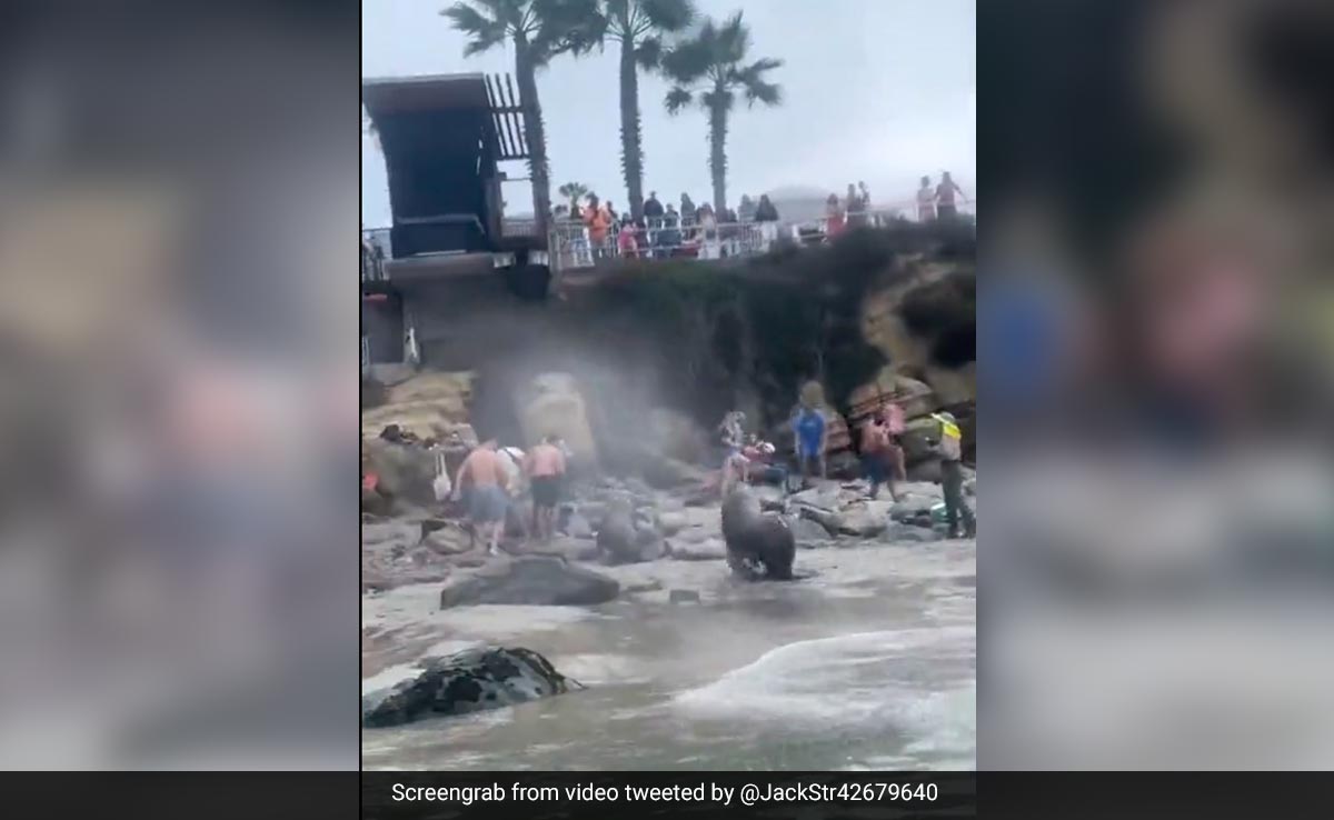 Viral Video Shows Sea Lions Charging At Tourists In San Diego