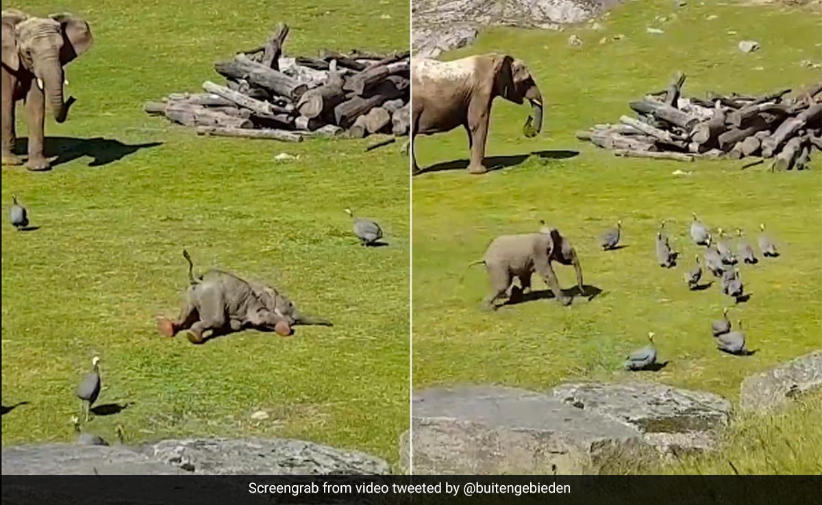 पक्षियों का पीछा कर रहा था हाथी का बच्चा, भागते-भागते गिरा धड़ाम, उठते ही मां के पास भागा - देखें Cute Video