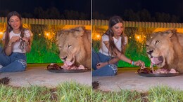 Wait, What! Lady Shares Unbelievable Meal With Majestic Lion - Video Goes Viral