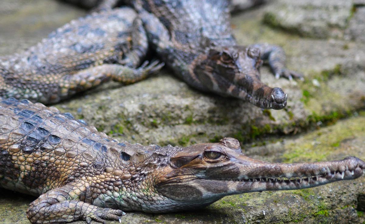 America's Largest Reptile Sanctuary Applies To Import Gharials From India