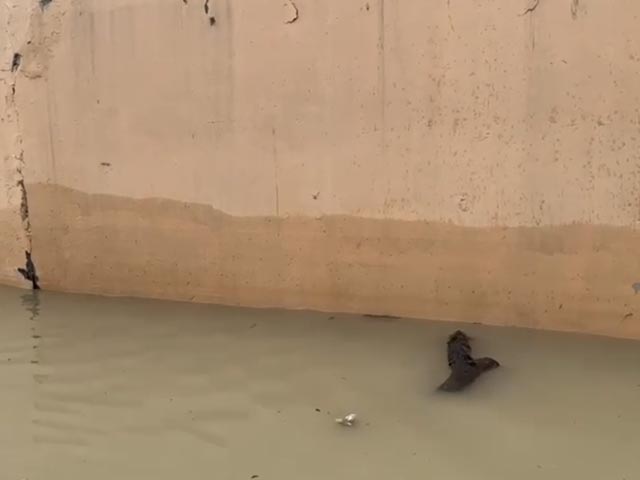 Watch: How Much Yamuna Water Level Has Fallen