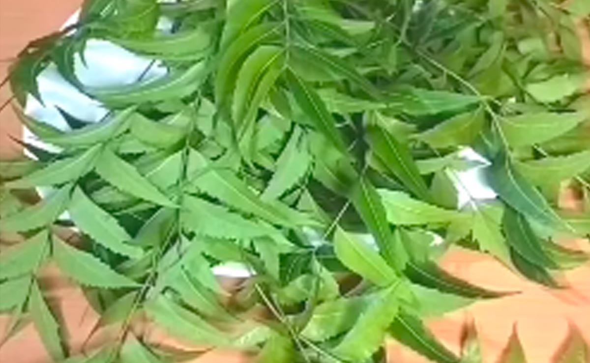 नीम की पत्तियों का ऐसा उपयोग आपने कभी नहीं किया होगा, जानिए यहां