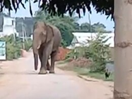 कांकेर में हाथी ने मचाया उत्पात, एक युवक की कुचलकर ले चुका है जान कांकेर में हाथी ने मचाया उत्पात, एक युवक की कुचलकर ले चुका है जान