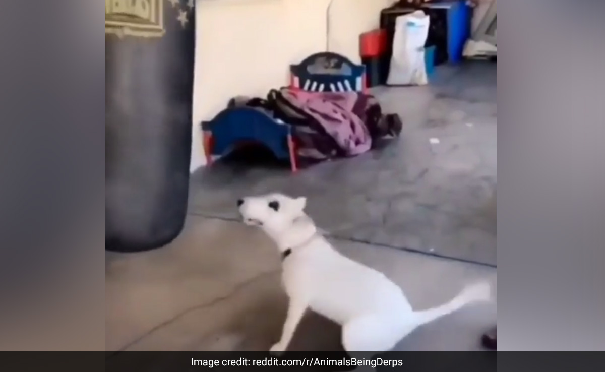 "Kickboxer": Dog Tries To Hit Punching Bag, Video Is Viral