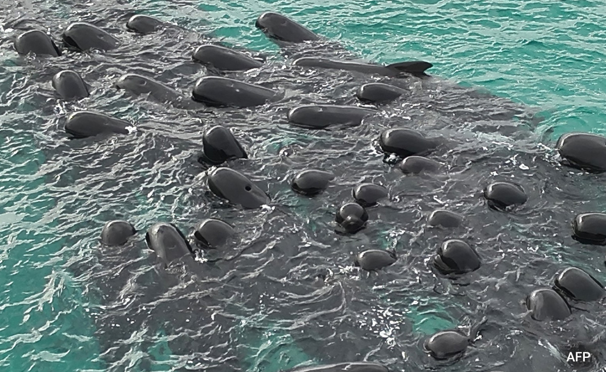 51 Whales Dead After Beaching In Australia, Efforts On To Save 46