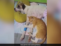 बीमार कुत्ते के पास से हटने को तैयार नहीं थी बिल्ली, दोनों के बीच गहरी दोस्ती देख आंख में आ जाएंगे आंसू बीमार कुत्ते के पास से हटने को तैयार नहीं थी बिल्ली, दोनों के बीच गहरी दोस्ती देख आंख में आ जाएंगे आंसू