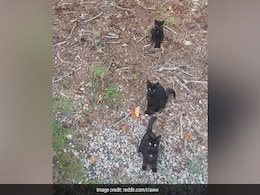 अगर आप सच्चे Cat Lover हैं, तो 5 सेकंड में ढूंढकर बताइए, तस्वीर में चौथी बिल्ली कहा हैं? अगर आप सच्चे Cat Lover हैं, तो 5 सेकंड में ढूंढकर बताइए, तस्वीर में चौथी बिल्ली कहा हैं?