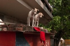 As Scared Stray Dogs Swim In Delhi Floodwater, Rescuers Face Hurdles As Scared Stray Dogs Swim In Delhi Floodwater, Rescuers Face Hurdles