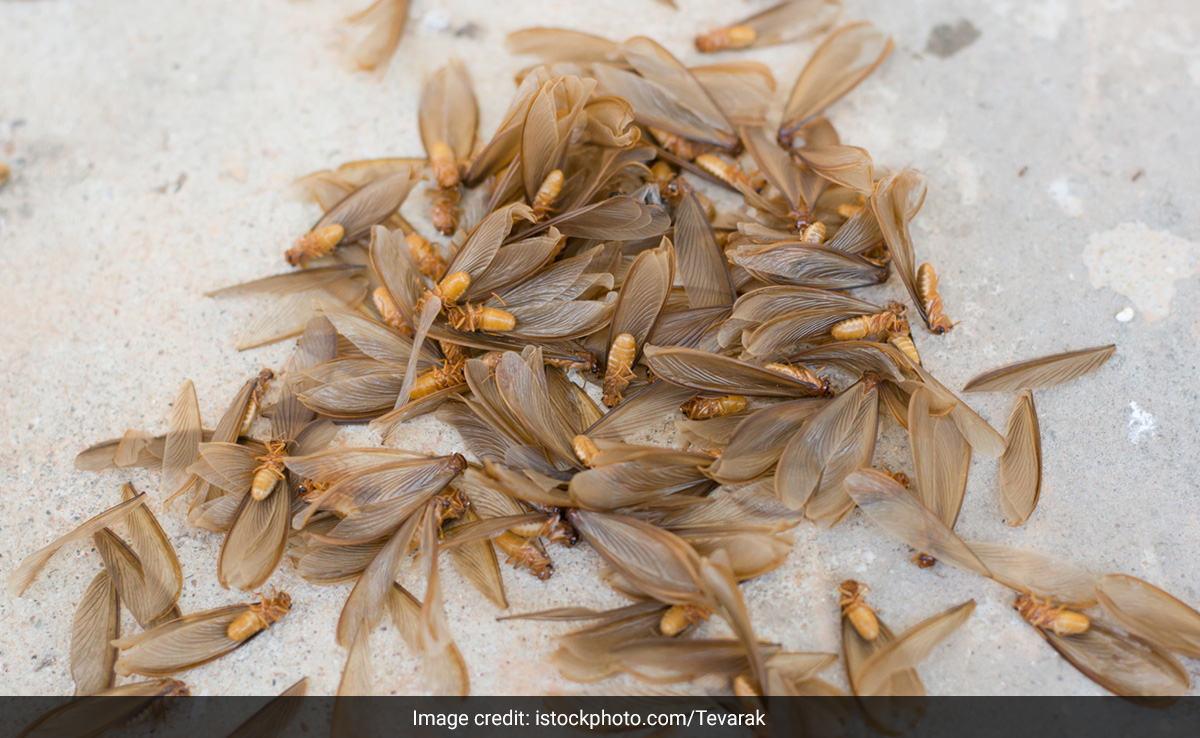 बरसात के कीड़ों को रखना है घर से दूर तो ये 10 टिप्स आएंगे काम, अंदर नहीं आ सकेगा एक भी Insect