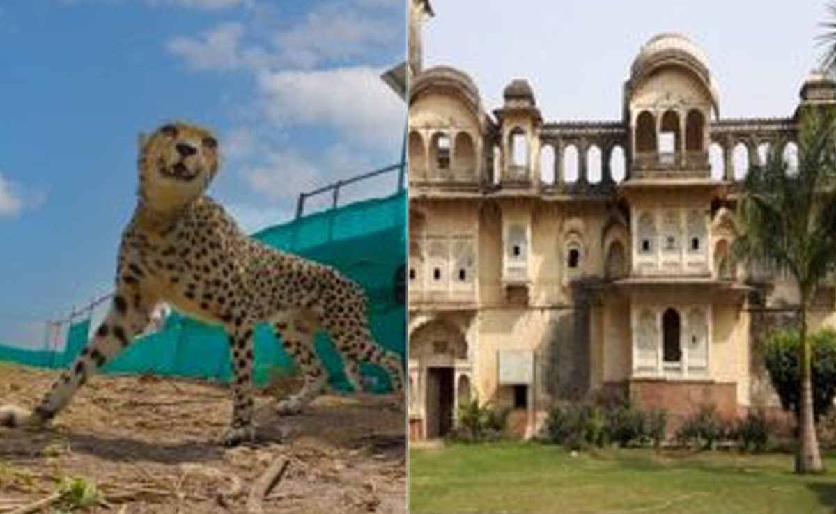 श्योपुर : चीतों की दहाड़ गूंजती है जिला में, अकबर तक से जुड़ा है इतिहास
