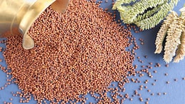 Ragi Is Good For Diabetes, But Is It Good For Thyroid Too? Nutritionist Reveals