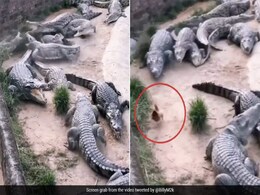 मगरमच्छ के झुंड को चकमा देकर मौत के मुंह से बच निकला मुर्गा, वीडियो देख नहीं होगा आंखों पर यकीन मगरमच्छ के झुंड को चकमा देकर मौत के मुंह से बच निकला मुर्गा, वीडियो देख नहीं होगा आंखों पर यकीन