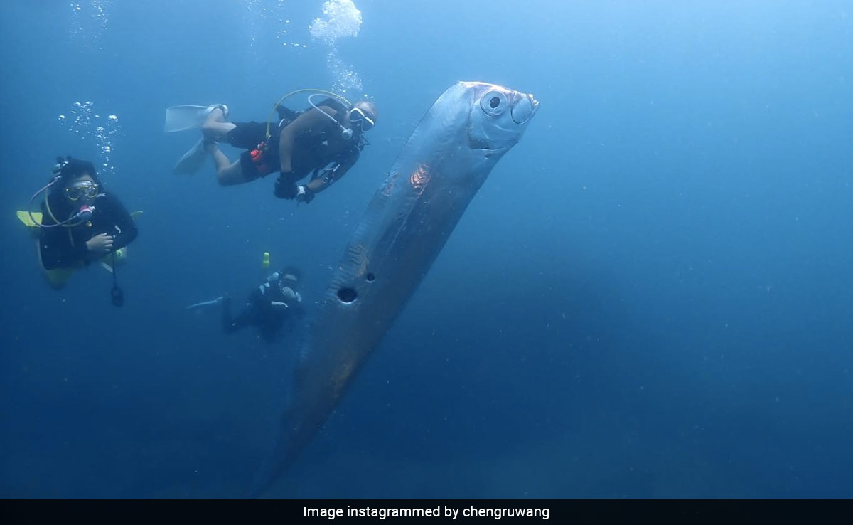 Video: Divers Spot Rare Gigantic "Doomsday" Fish With Mysterious Holes In Taiwan
