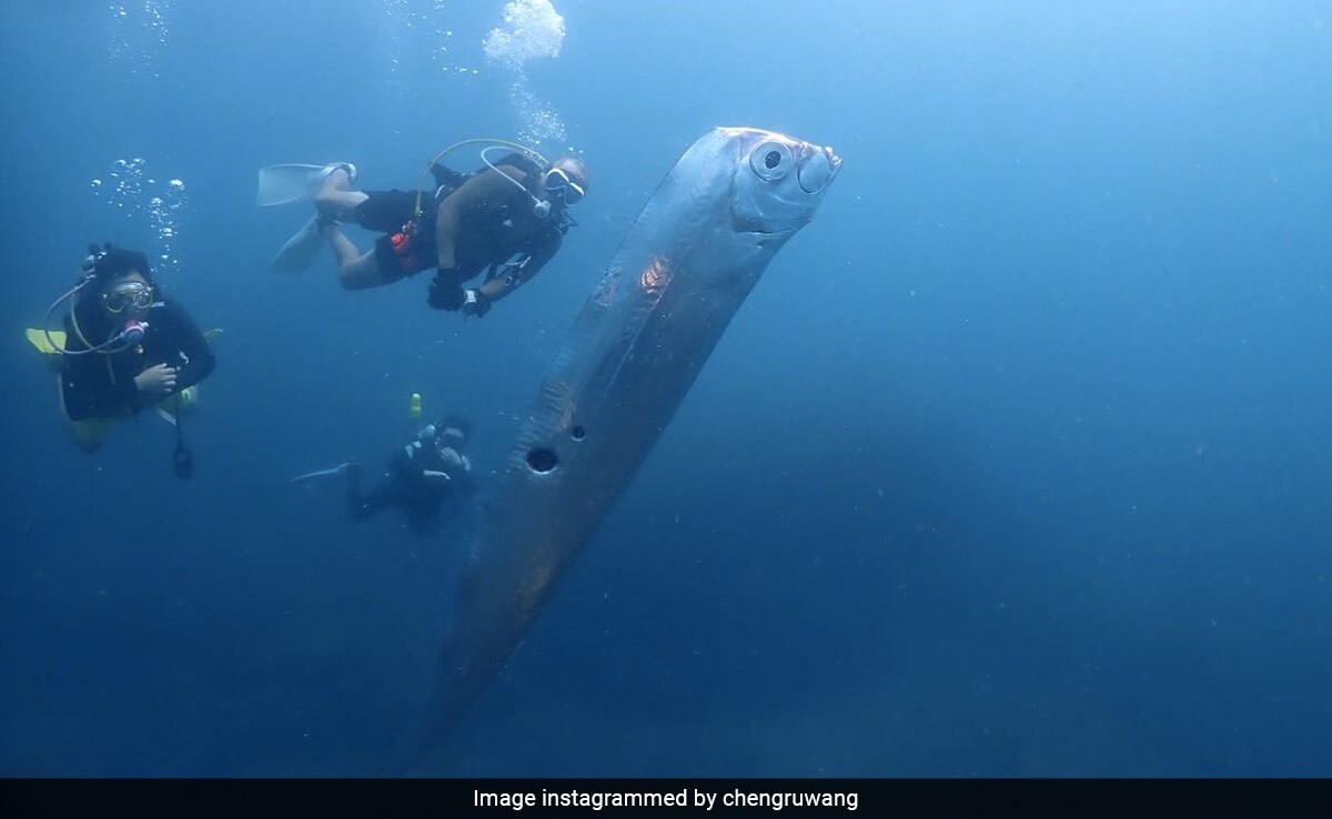 Record Giant Oarfish Record Giant Oarfish