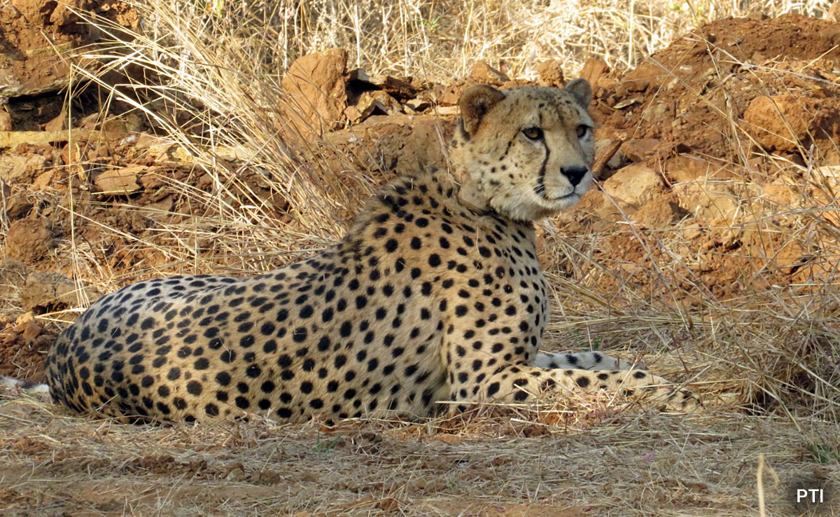 Cheetah Cub Dies In Madhya Pradesh, 5 Pellets Recovered From Body
