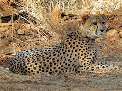Cheetah Cub Dies In Madhya Pradesh, 5 Pellets Recovered From Body