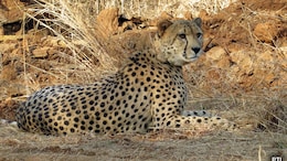 Cheetah Cub Dies In Madhya Pradesh, 5 Pellets Recovered From Body