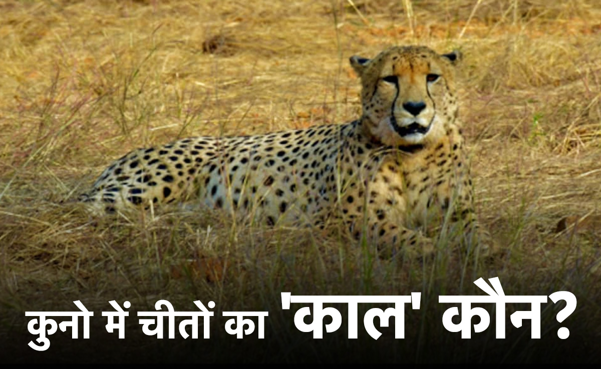 कुनो नेशनल पार्क में 6 चीतों के रेडियो कॉलर हटाए गए, 2 को हुआ गंभीर संक्रमण