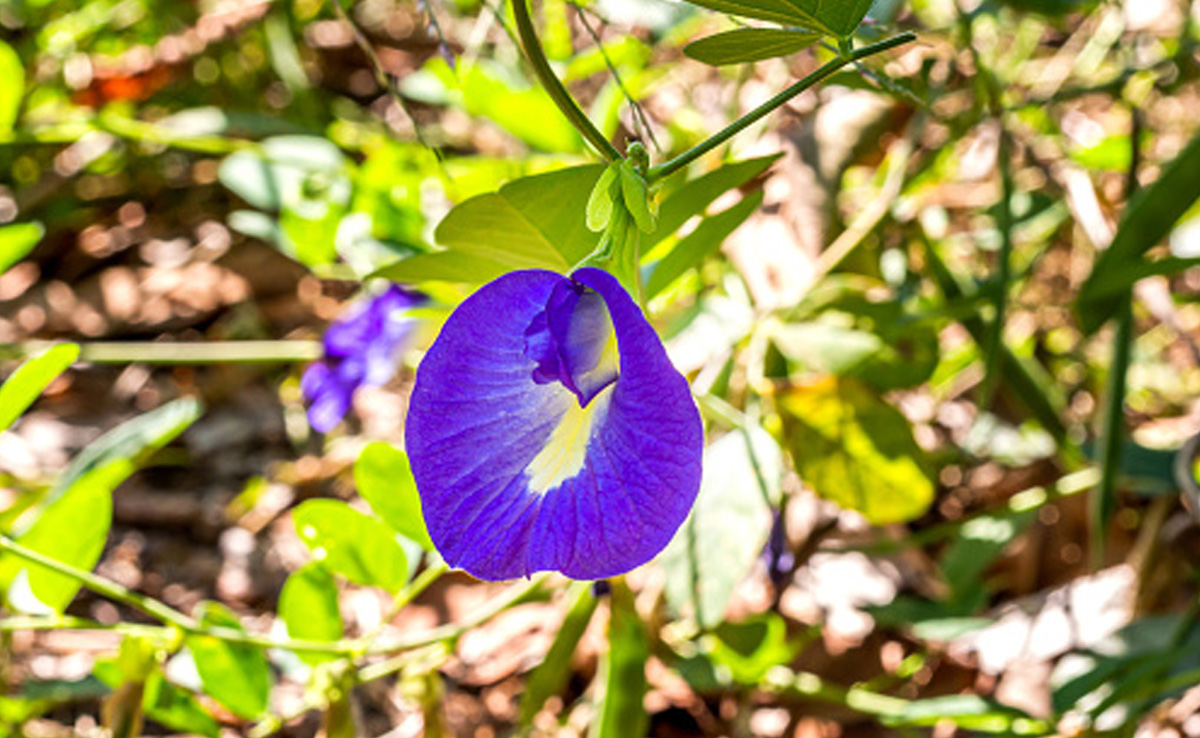वास्तु शास्त्र के अनुसार यह पौधा घर में लगाया तो होगा पैसों का लाभ, इस दिन भगवान को करें अर्पित