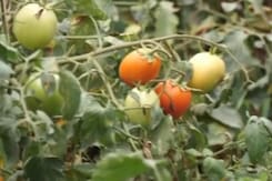 Tomatoes Worth Over 2 Lakhs Stolen From A Farmer In Karnataka's Hassan District Tomatoes Worth Over 2 Lakhs Stolen From A Farmer In Karnataka's Hassan District