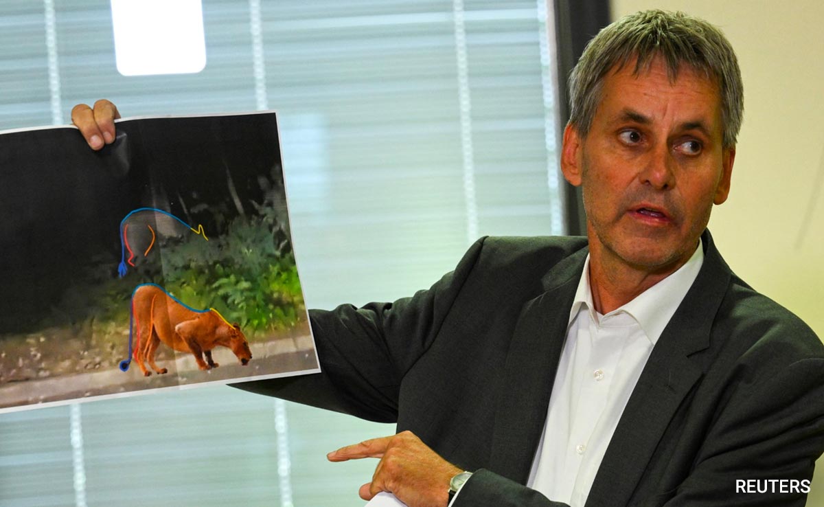 All Boar, No Roar: 'Lioness' Search Near Berlin Ends, Wild Pig Suspected