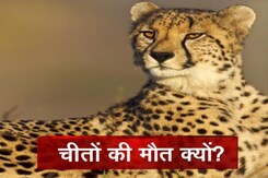 कूनो में चीतों की क्यों हो रही है मौत? रेडियो कॉलर पर उठने लगे है सवाल कूनो में चीतों की क्यों हो रही है मौत? रेडियो कॉलर पर उठने लगे है सवाल