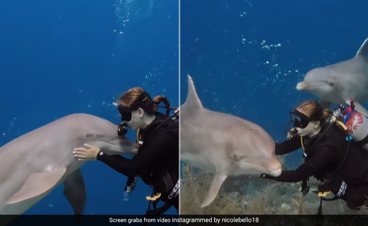 ''Never Had Better Cuddles'': Video Of A Dolphin Bonding With Woman Melts Hearts