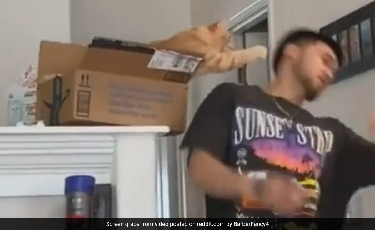 Video Shows Cat Waiting For Man, Does This When He Comes Close