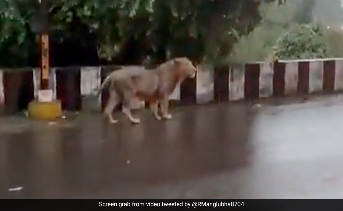 Watch: Lion Takes A Casual Stroll In Rain-Battered Gujarat's Junagadh