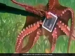 Watch: Octopus Steals Australian Diver's GoPro Camera, 'Tug Of War' Ensues Watch: Octopus Steals Australian Diver's GoPro Camera, 'Tug Of War' Ensues