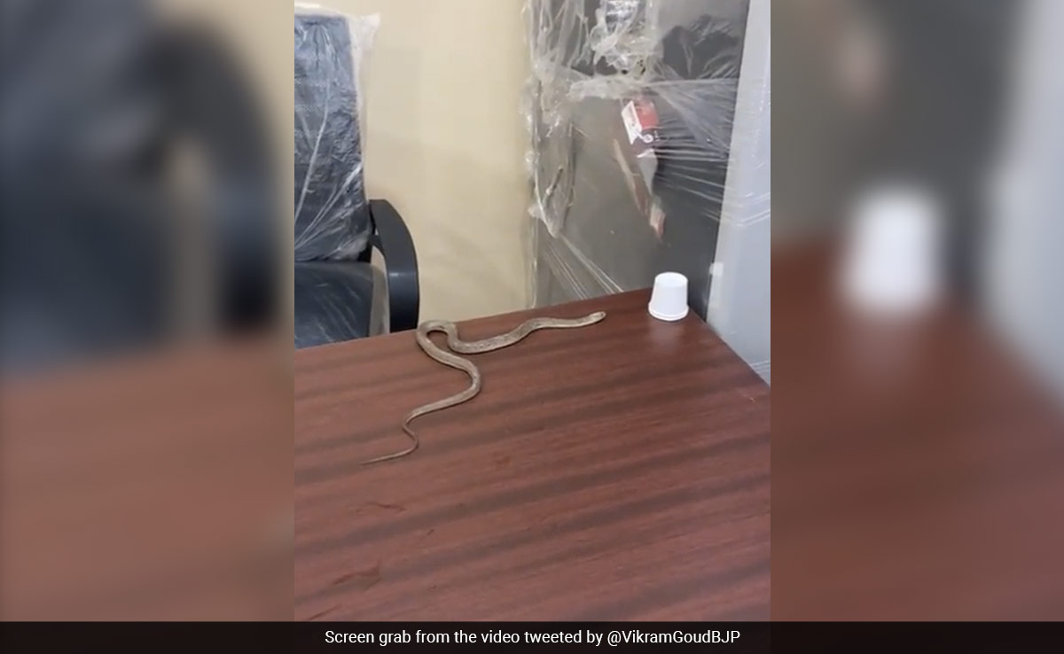 Man Catches Snake, Releases It In Hyderabad Civic Body Office. Here's Why