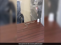 Man Catches Snake, Releases It In Hyderabad Civic Body Office. Here's Why Man Catches Snake, Releases It In Hyderabad Civic Body Office. Here's Why