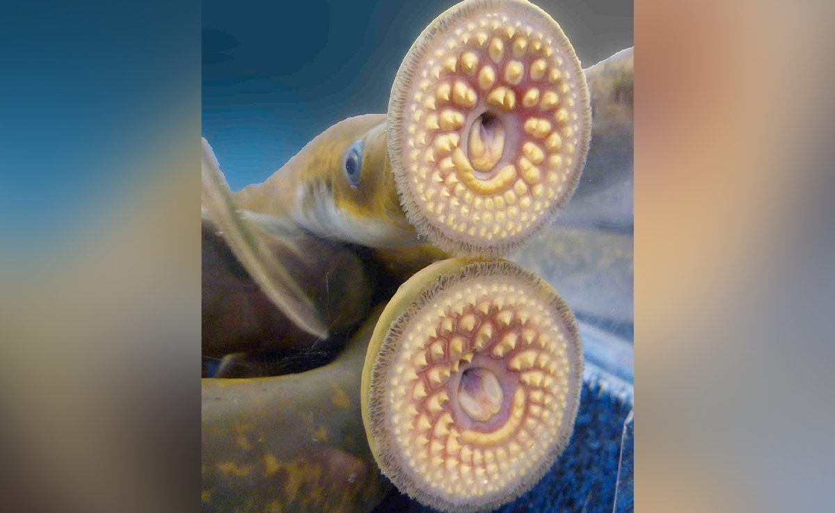 Bloodsucking 'Vampire Fish' Makes A Comeback In America's Great Lakes