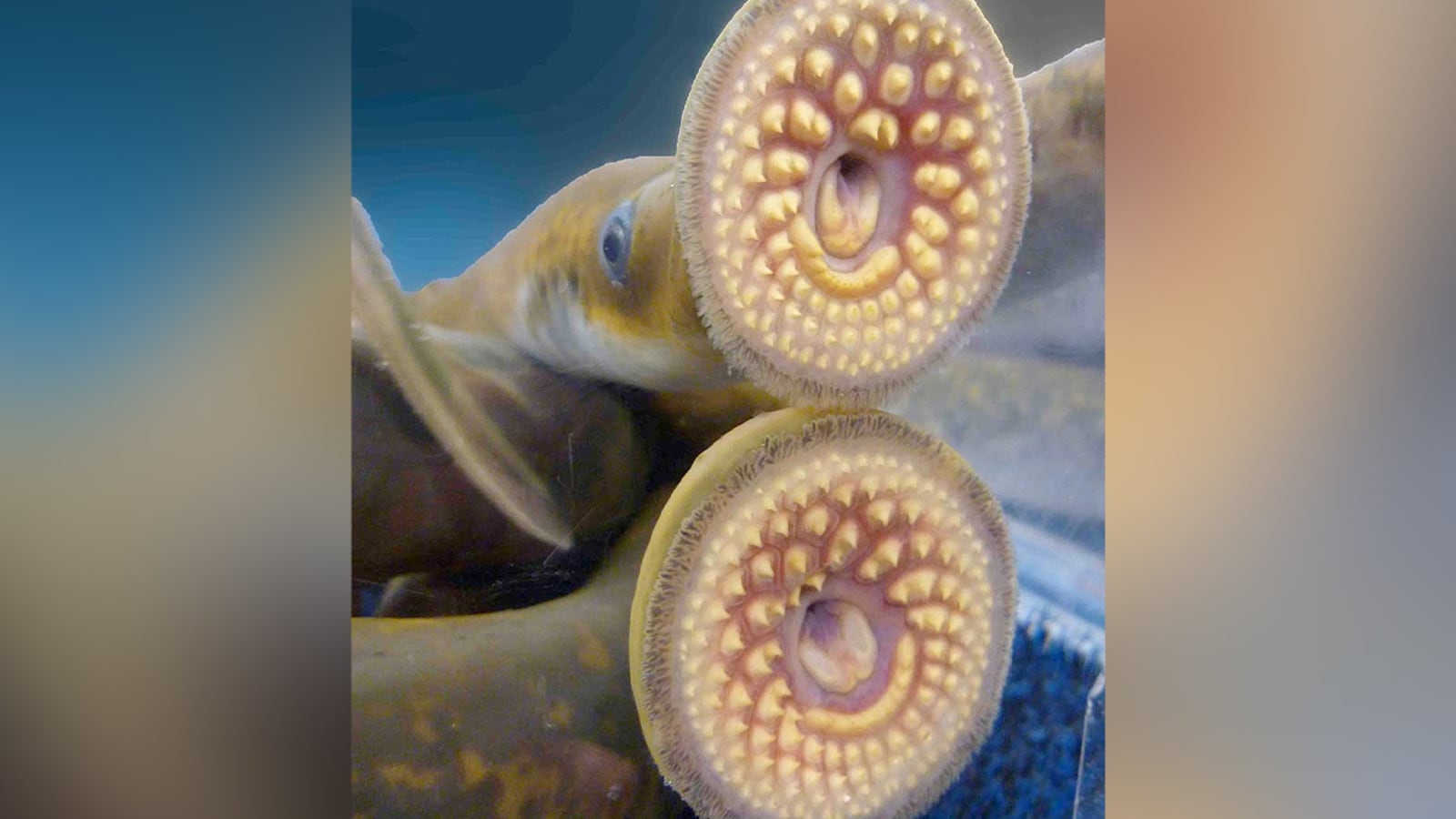 Bloodsucking 'Vampire Fish' Makes A Comeback In America's Great Lakes